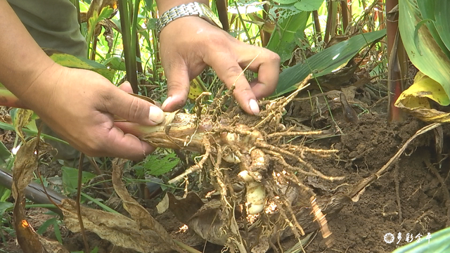 黑心姜的功效与作用，白姜的功效与作用图片（金平：春耕正当时 种姜来致富）