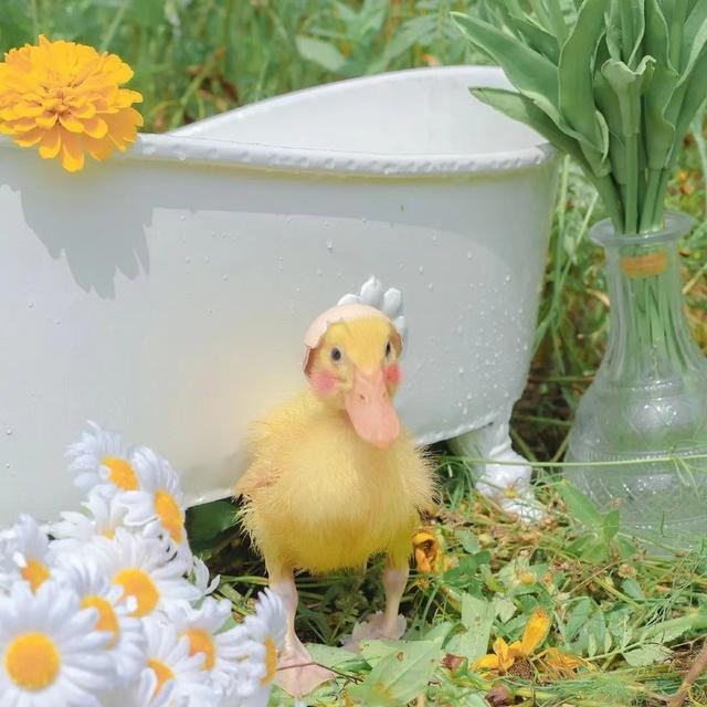 朋友圈图片，朋友圈图片折叠是怎么回事（分享一些治愈又个性的朋友圈背景图）