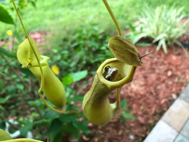 猪笼草吃虫子视频，猪笼草为什么会吃虫子（猪笼草——达尔文亲封“世界上最奇妙的植物”）