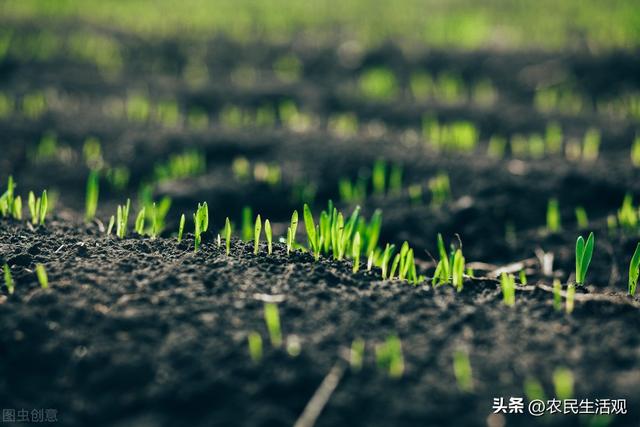 立冬种小麦晚吗，立冬播小麦还行吗（农谚“寒露油菜霜降麦”）