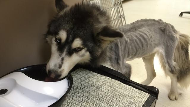 狗咬死猫，温哥华华人留学生被送上法庭（狗咬死猫要赔偿吗）