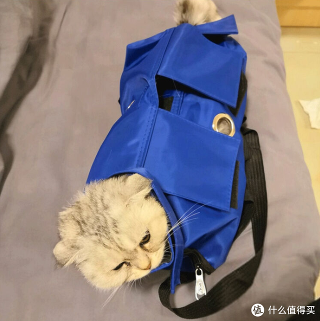 口加巴是什么字，口和巴加起来是什么字（猫咪喂药的方法推荐）