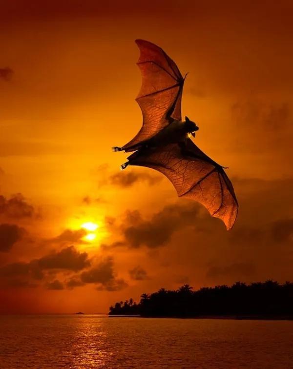 落日余晖图片，落日余晖（壁纸：黄昏夕阳）