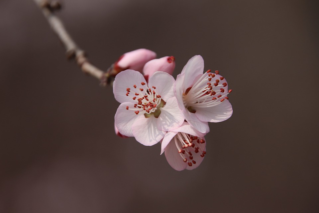 桃花开了发朋友圈说说(桃花开了发朋友圈说说一句话)