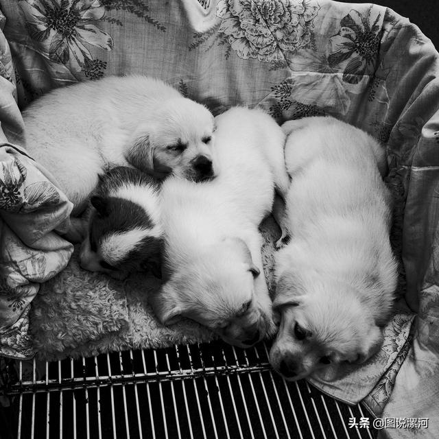 宠物市场在哪里，成都的宠物狗市场在那里呀（漯河宠物市场印象）