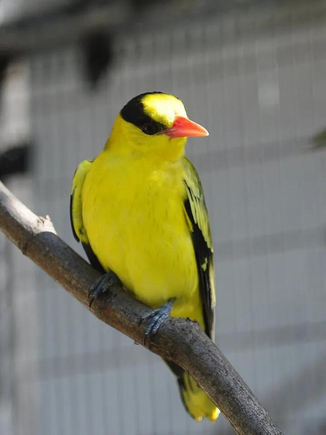 各种黄鹂鸟的各种叫声，大自然的小小精灵——黄鹂鸟