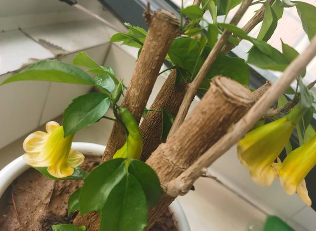 幸福树开花图片，夏季怎么养护幸福树（室内客厅养幸福树）