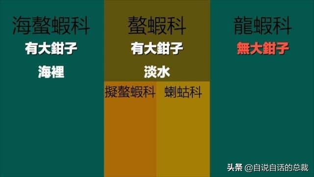 小龙虾属于海鲜类吗，小龙虾是海鲜吗（龙虾：从小龙虾到大花龙）