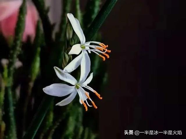 惊蛰的意思，惊蛰的意思和来历（惊蛰：春日惊醒，万物惊喜）