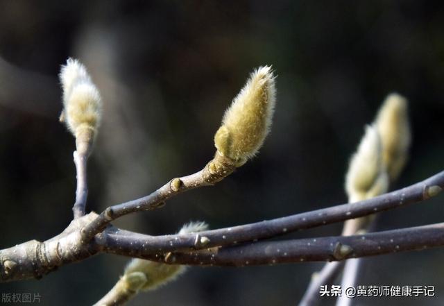 包煎是什么意思，生煎包为什么叫生煎包（是缓解鼻炎、鼻塞关键的一味中药）