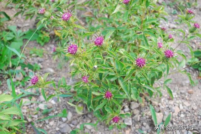 曼陀罗花的图片，曼陀罗花是什么（301味中药材的原植物彩色图谱）