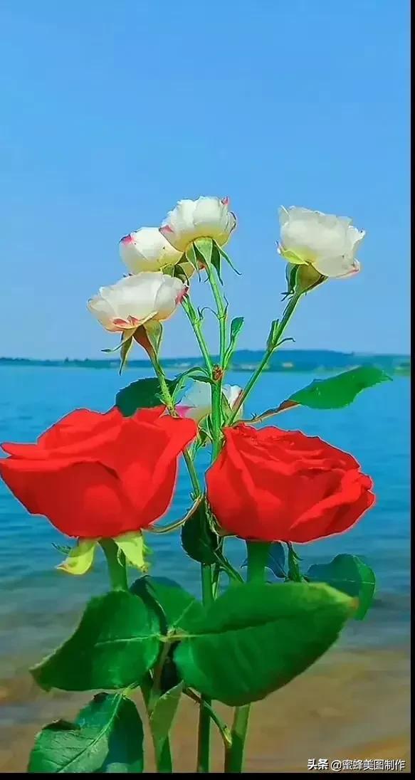 七夕节的图片，七夕浪漫情人节，玫瑰壁纸（七夕节的图片）