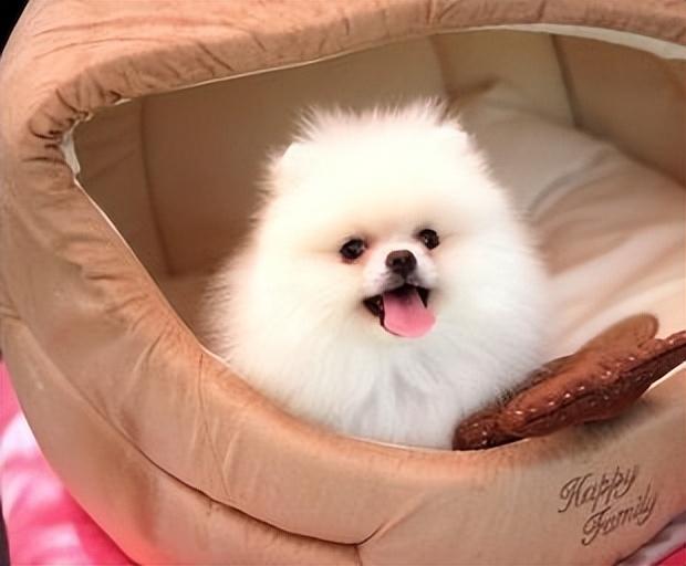 博美犬有哪些常见的病症，博美天生易患这5种疾病