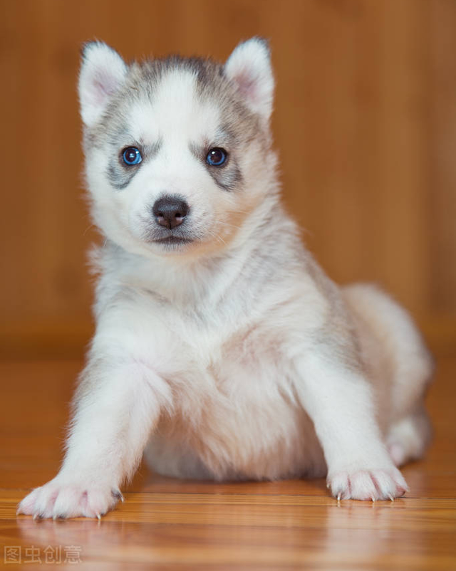 雪橇犬三傻是哪三傻（\