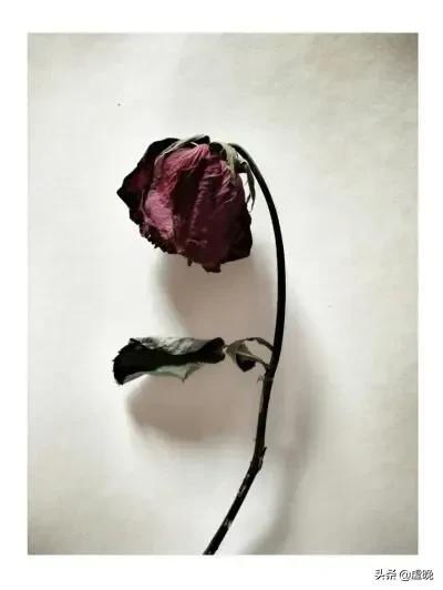 玫瑰到了花期下一句，玫瑰到了花期下一句是什么（.野草还在等待.待玫瑰再开时.不管多久我都会等你.）