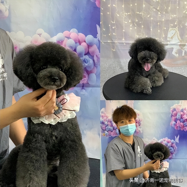 宠物美容师培训教程，6步剪出宠物店同款泰迪造型（宠物美容师自学教程）