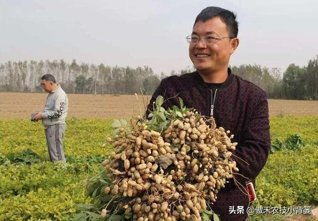花生的生长过程，花生是怎么长出来的（又能促进开花结荚多收花生果）
