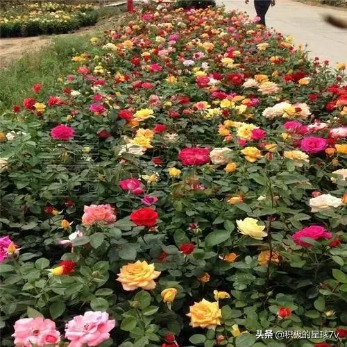 各种花的花语及寓意花语，各种花的花语和象征（你知道这些花的花语吗）