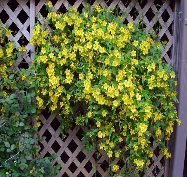 什么花最好看，什么花最高贵最优雅（爬到墙上做“花海”）