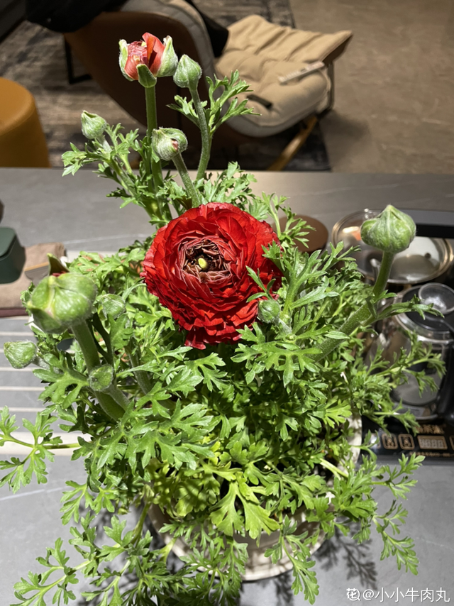 花毛茛如何种植，花毛茛怎么种（比月季还好看、好养）