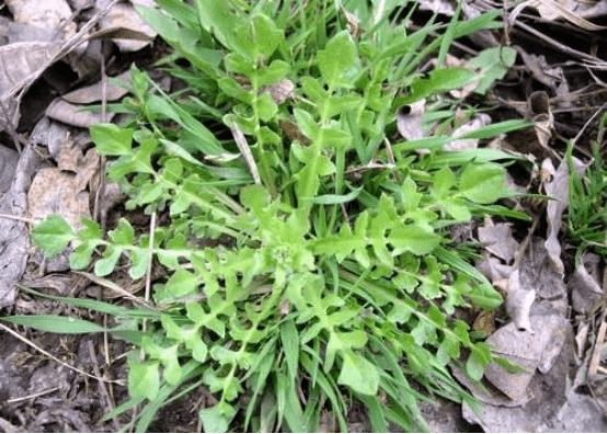 什么是剪刀菜,什么菜可以用剪刀剪(如今认识的人不多)