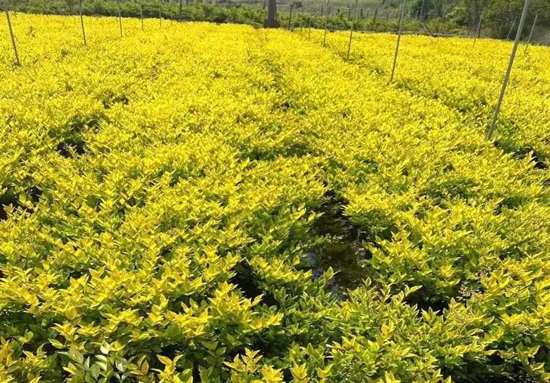 河南苗木花木基地(河南地区绿化常用苗木品种) - 农业 - 爱宁信息网