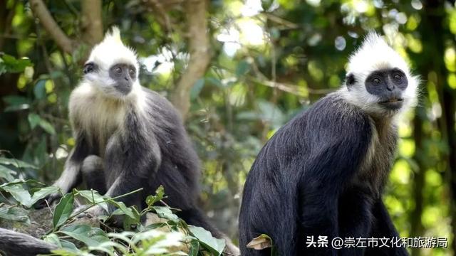 崇左旅游景点大全，崇左市区旅游必去景点有哪些（这份“特种兵式旅游”攻略你还不快收下）