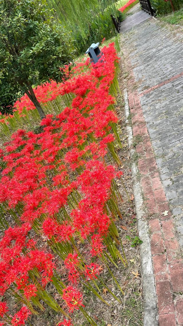 上海到青岛多远，上海到青岛的路程（上海青岛往返1400公里全程无高速沿途城市蜻蜓点水游）