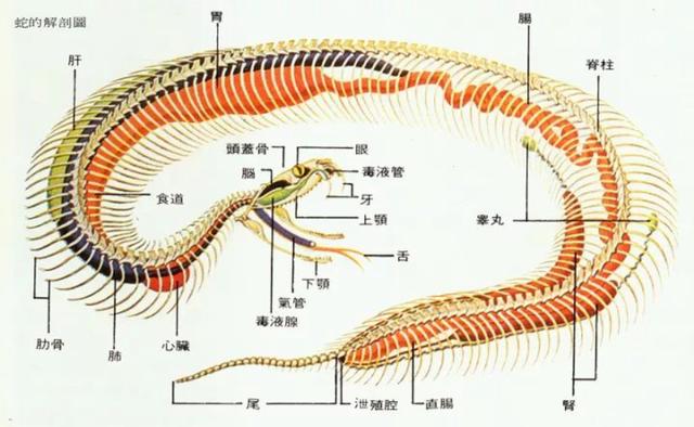 吼鲸王长度图片