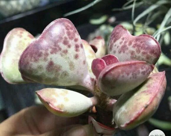 观赏蟹可以深水养吗，可以深水养的淡水观赏蟹（要肥嘟嘟才好看的多肉）