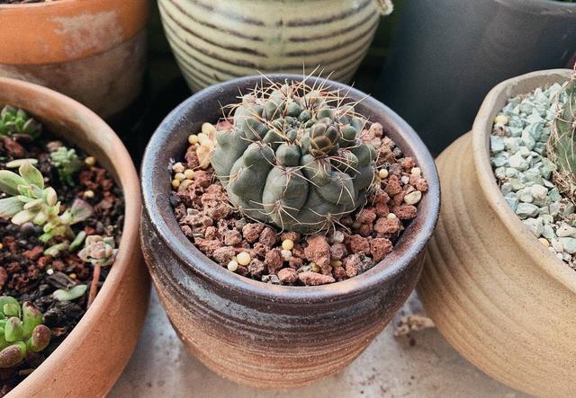 仙人掌不是花，没法让人捧在手心上。，仙人掌有什么品种（花大色艳开满了图片）