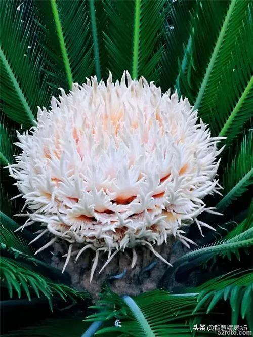 铁树开花的方法，铁树开花的方法有哪些（铁树开花了，也有芬芳的一天）
