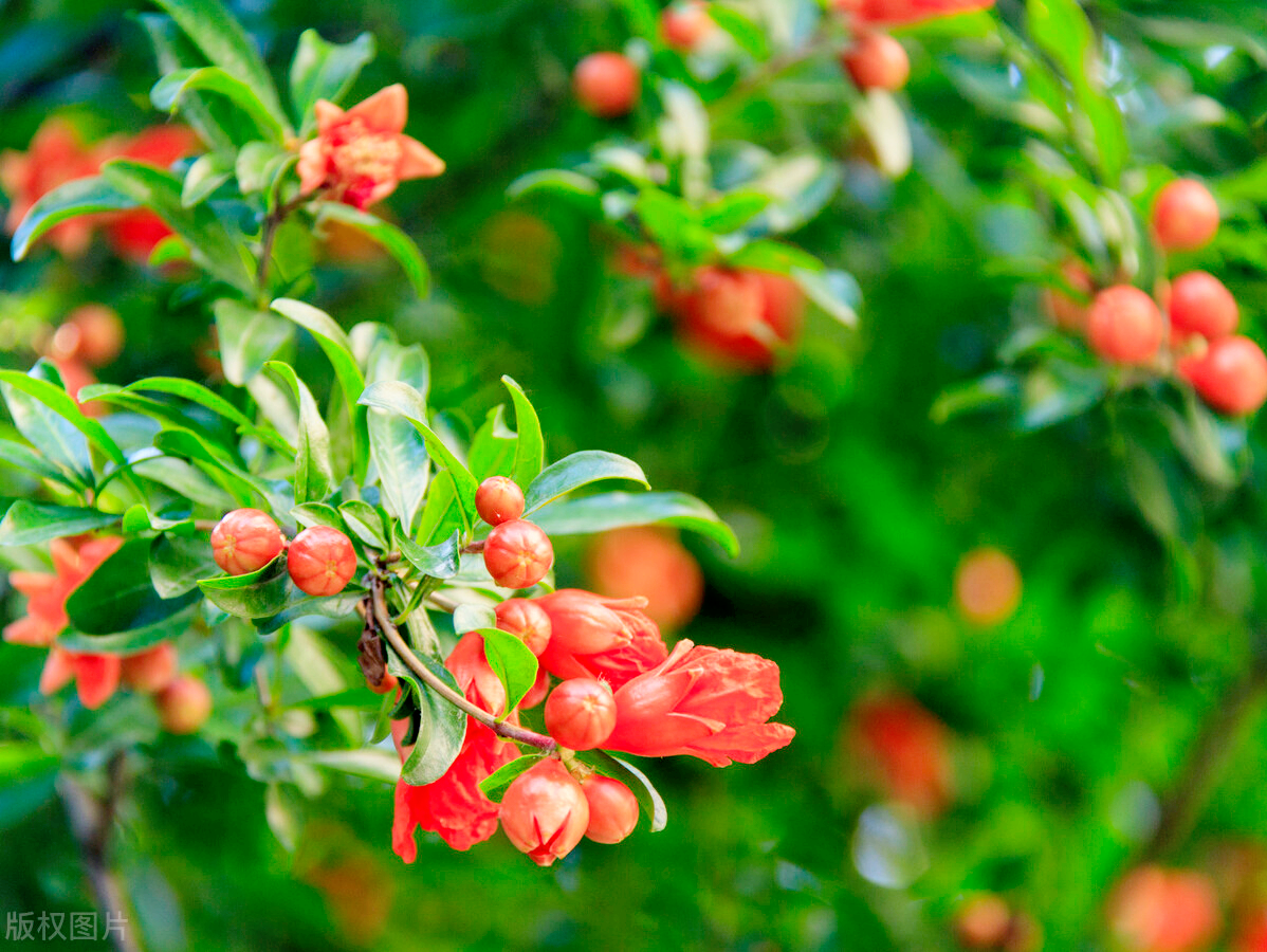 腊月指的是什么月，腊月是指几月（这份“花历”通俗易懂）