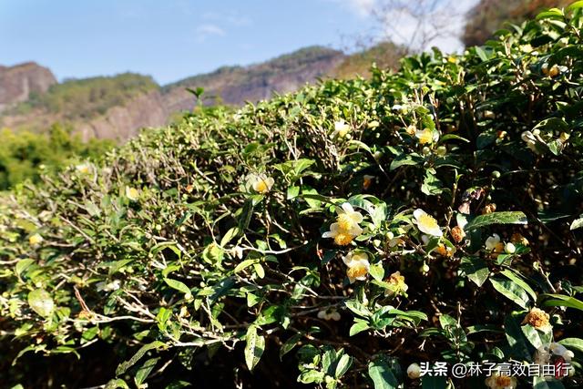 武夷山岩茶是什么茶，武夷山岩茶是什么茶?崇亮传播茶文化（我眼中的武夷山）