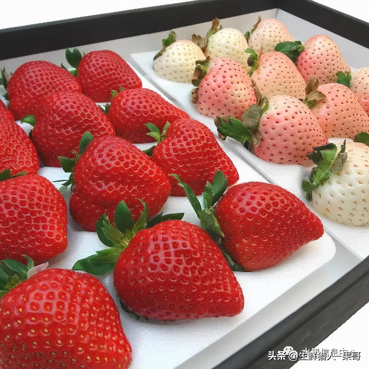 浆果是什么，浆果是什么软件（不同水果的不同包装<浆果篇>）