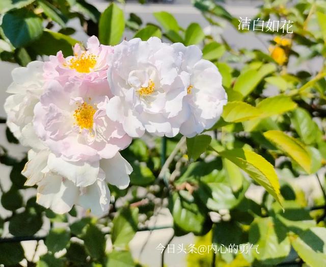 人生若只如初见✨，人生若只如初见图片唯美（人生若如初见）