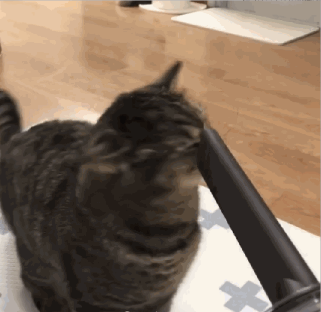 猫界最通人性的6种猫，最“通人性”的几种猫