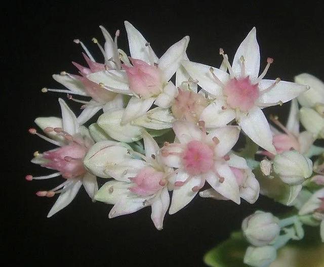 鲜花的花语和花的数目的寓意，鲜花数量的寓意（100种迷人的“数字花”）