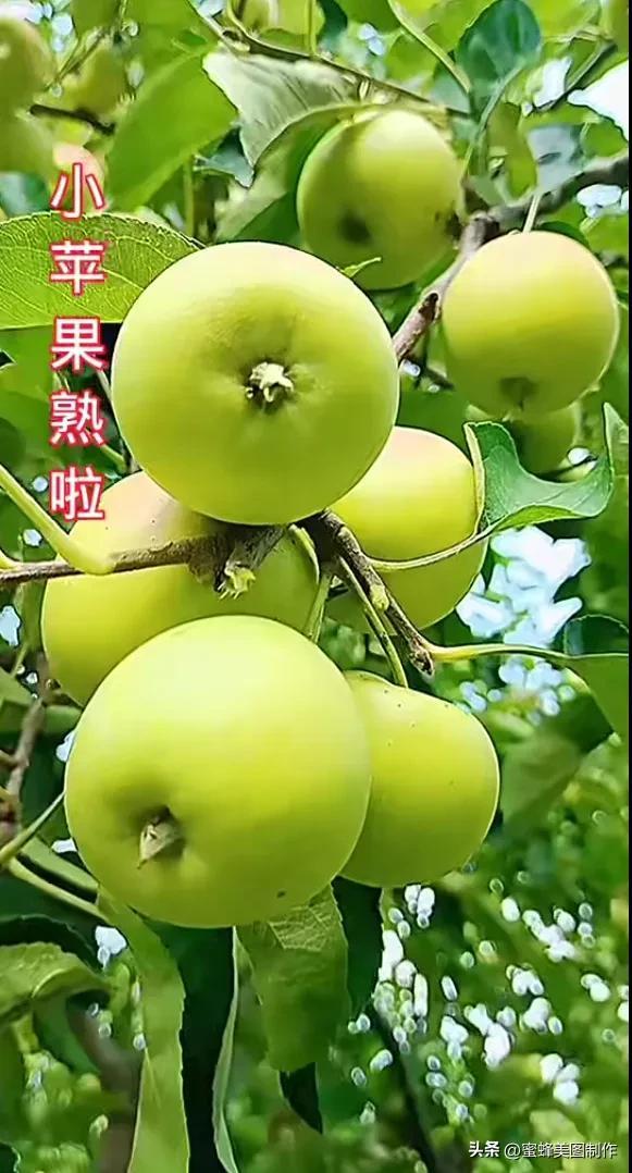 四个季节各有什么水果和蔬菜，四个季节各有什么水果和蔬菜和水果（60张水果蔬菜壁纸美图）