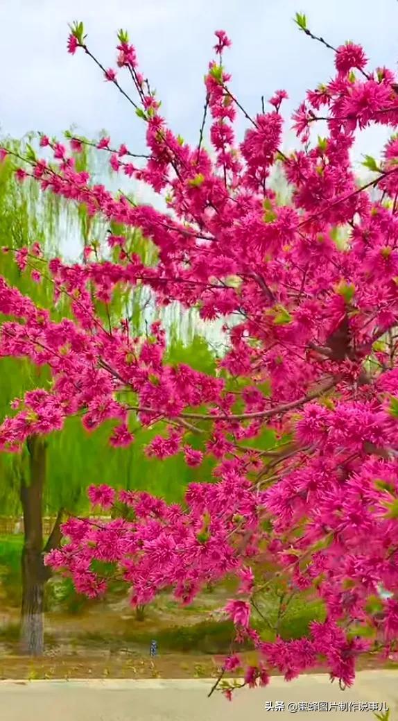 莺歌燕舞是什么季节，柳绿花红莺歌燕舞是什么季节（百花争艳的季节）