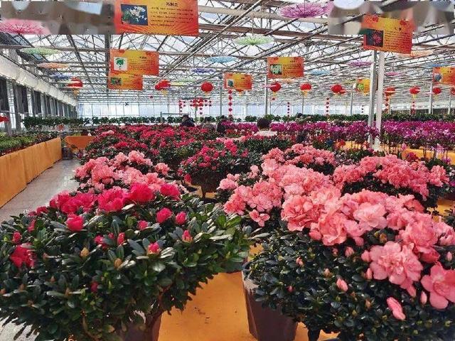 盆景花卉批发市场，重庆市花卉盆景批发市场在哪里（这几个平台市场随你逛）