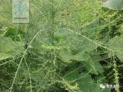 鬼圪针，鬼根针是什么？据说可以泡茶喝。有什么要求（郭进拴，黄河黄，长江长）