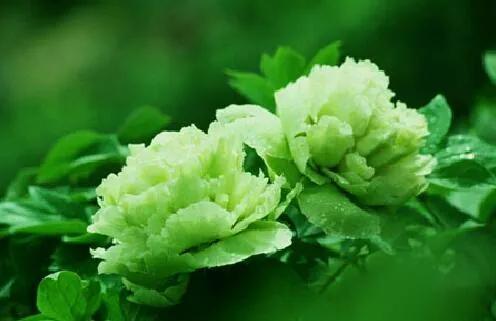 牡丹有哪些品种，牡丹有哪些品种(要名称)（精美绝伦的牡丹花十大品种图片欣赏）