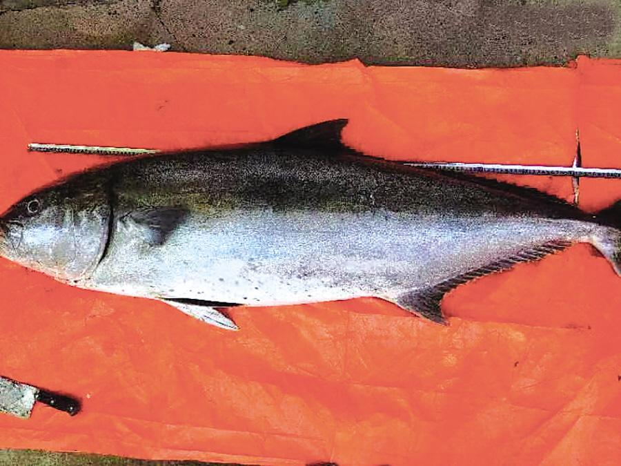 罕见!大连海域钓到81.44斤重黄条鰤