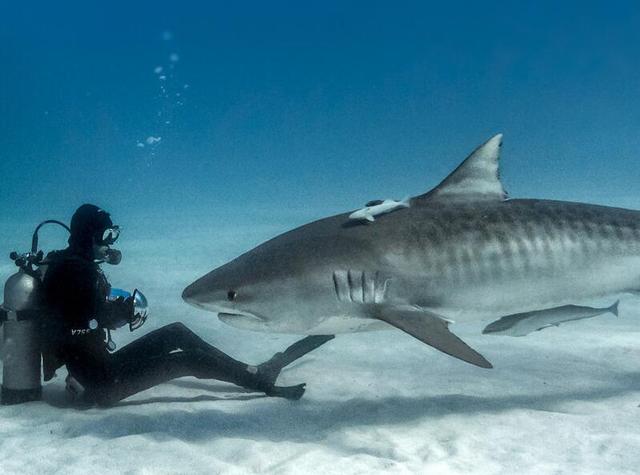 海洋十大霸主排行榜，世界上最可怕的十大海洋生物——虎鲸到底是不是海洋霸主