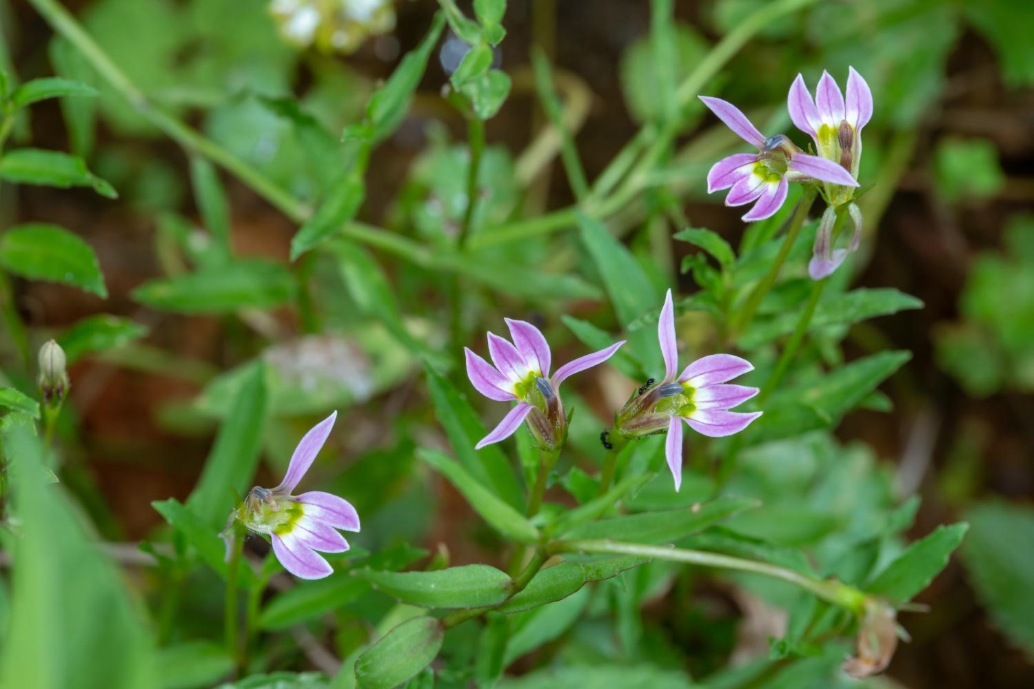 养肝草又叫什么(花只开半边,俗称护肝仙草,你可见过) - 农业 - 爱宁