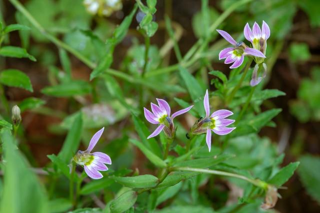 半边莲图片,家乡人用来做凉茶(半边莲图片)