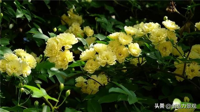 木香花是什么，木香花是什么样子的（美色不逊月季的爬藤植物——木香花）