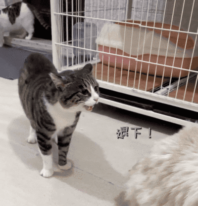 猫的寿命一般有多长，猫咪的寿命最长多少年（这几种猫咪寿命较短）