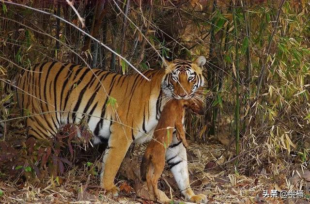 战力最强的老虎，老虎的战斗力排第几（豺狼虎豹中的豺究竟有多厉害）